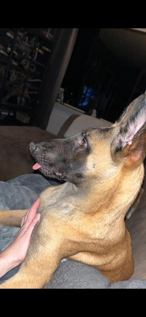 gezocht scooby, Dieren en Toebehoren, Honden | Niet-rashonden, Klein, Reu, Particulier, Eén hond, Nederland, 1 tot 2 jaar, CDV (hondenziekte)