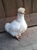 Usa zijdehoen motteld kuikentjes, Dieren en Toebehoren, Pluimvee, Vrouwelijk, Kip