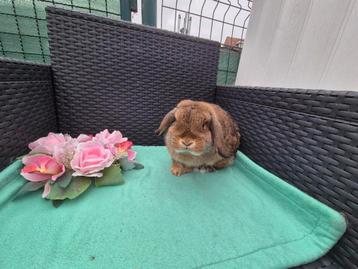 Super mooi Minilop voedstertje
 beschikbaar voor biedingen