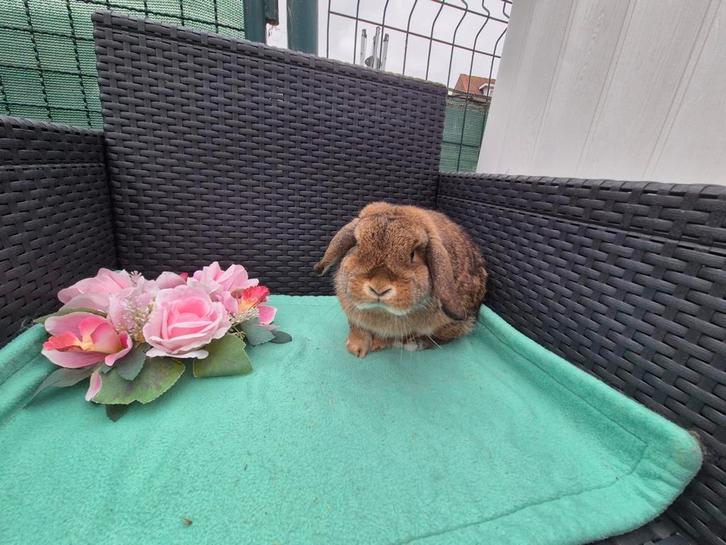 Super mooi Minilop voedstertje, Dieren en Toebehoren, Konijnen, Dwerg, Vrouwelijk, 0 tot 2 jaar, Hangoor