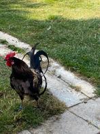 Gratis haantje, Dieren en Toebehoren, Pluimvee