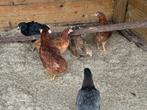 Araucana: jonge hennen, Dieren en Toebehoren, Pluimvee