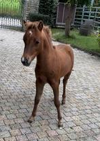 Prachtig AMHA AMHR show veulen, Dieren en Toebehoren, Pony's, Hengst