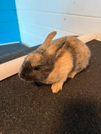 Dwergkonijntje, Dieren en Toebehoren, Konijnen, Mannelijk, Dwerg, 0 tot 2 jaar