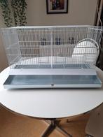 Cage oiseau, Enlèvement