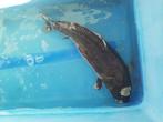 koi te koop(50cm), Dieren en Toebehoren, Vissen | Vijvervissen, Karper of Koi