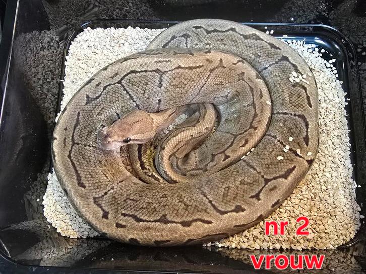 Pinstripe dame 2021, Dieren en Toebehoren, Reptielen en Amfibieën, Amfibie
