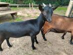 Lief dwerggeiten lammetje, Dieren en Toebehoren, Schapen, Geiten en Varkens, Mannelijk, Geit, 0 tot 2 jaar