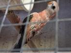 Rose bourkes van febr 2025, Dieren en Toebehoren, Vogels | Parkieten en Papegaaien, Geslacht onbekend, Parkiet, Geringd