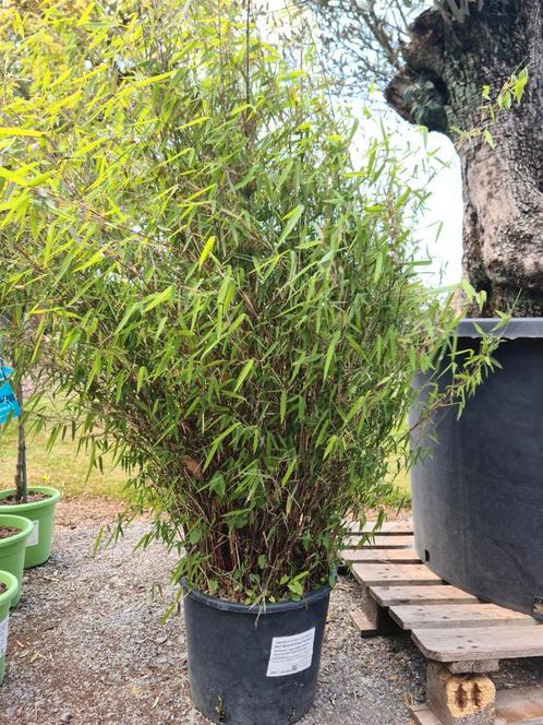 Niet woekerende bamboe fargesia Nitida Jiuzhaigou, Tuin en Terras, Planten | Tuinplanten, Halfschaduw, Ophalen