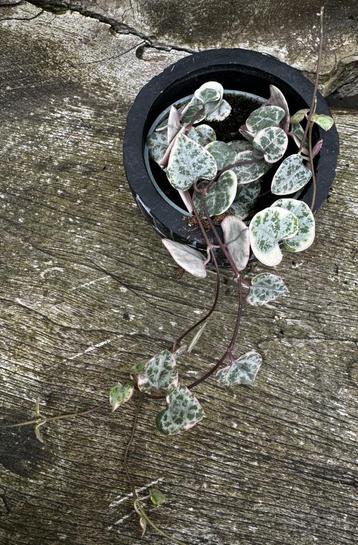 Ceropegia Woodii Variegata disponible aux enchères