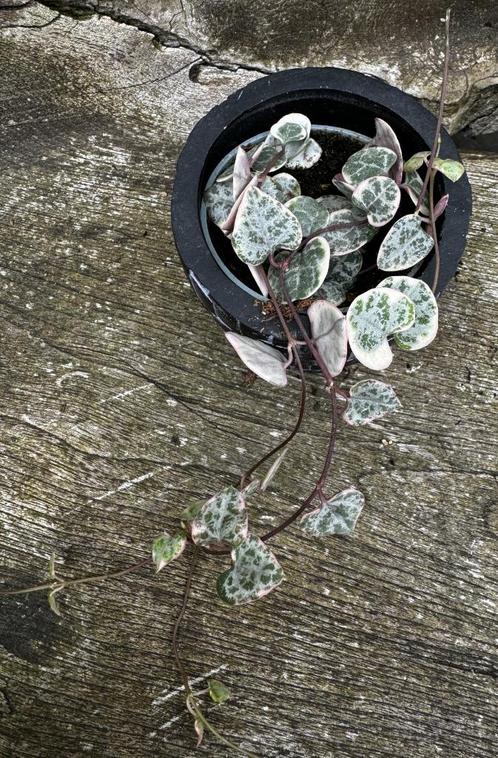 Ceropegia Woodii Variegata, Huis en Inrichting, Kamerplanten, Vetplant, Minder dan 100 cm, Verzenden