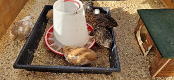 10 handtamme japanse kwartels beschikbaar voor biedingen