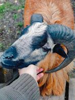 Kameroense schapen, Meerdere dieren, Schaap