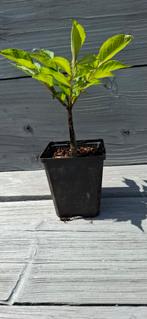PROMO PROMO, mini Amorphophallus konjac, heel decoratief, Ophalen