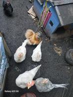 Jeun coq a vendre, Animaux & Accessoires, Volatiles, Mâle, Poule ou poulet
