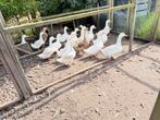 peking eenden, Dieren en Toebehoren