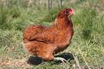 Araucana kippen jonge hennen beschikbaar, Poule ou poulet, Femelle