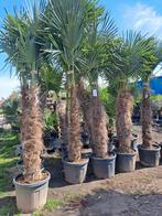 Uitverkoop grote palmbomen, Enlèvement ou Envoi