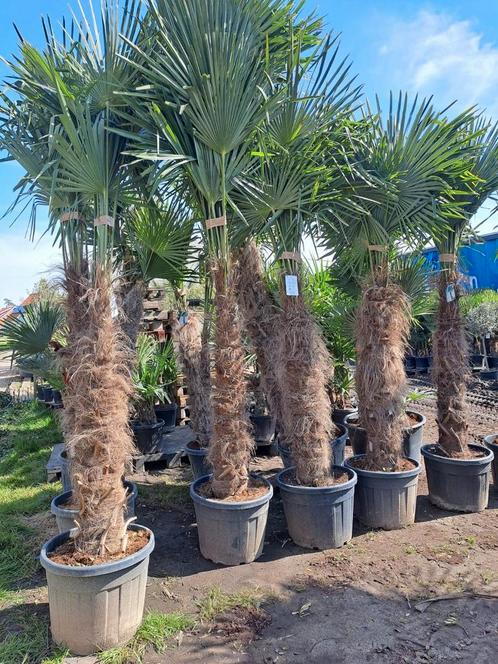 Uitverkoop grote palmbomen, Jardin & Terrasse, Plantes | Arbres, Enlèvement ou Envoi