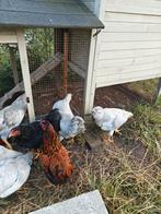 Mooie wyandotte krielen, Dieren en Toebehoren