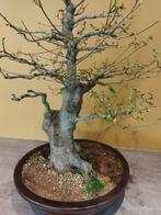 Oosterse netelboom-Celtis Chinensis - bonsai, Tuin en Terras, Planten | Bomen, Halfschaduw, Overige soorten, Minder dan 100 cm