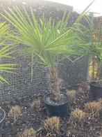 Trachycarpus fortunei te koop. Op is op.  Goedkope prijs, Tuin en Terras, Planten | Tuinplanten, Volle zon, Vaste plant, Zomer