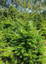 Nordmann Kerstbomen 175 - 250 cm, Tuin en Terras, Ophalen, 100 tot 250 cm