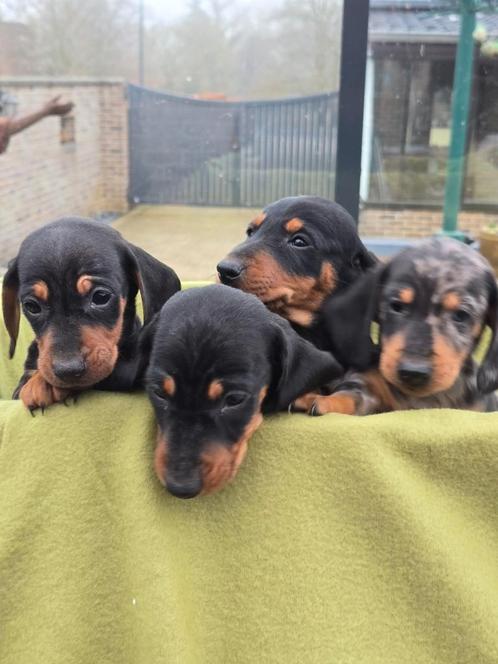 Dwergteckel pups, Dieren en Toebehoren, Honden | Teckels en Dashonden, Meerdere dieren, Korthaar, Dwerg, Particulier, Meerdere