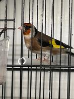 Femelle chardonneret bague 2025!, Animaux & Accessoires, Oiseaux | Perruches & Perroquets, Femelle