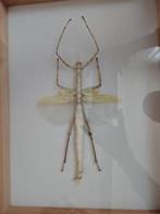 Wandelende tak taxidermie, Verzamelen, Dierenverzamelingen, Ophalen, Zo goed als nieuw, Insect, Opgezet dier