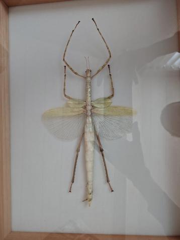 Wandelende tak taxidermie beschikbaar voor biedingen