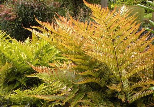 Verschillende varens, Jardin & Terrasse, Plantes | Jardin, Fougères, Enlèvement ou Envoi