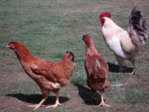 bruine legkippen kippen ruime voorraad, Animaux & Accessoires, Volatiles, Poule ou poulet, Femelle