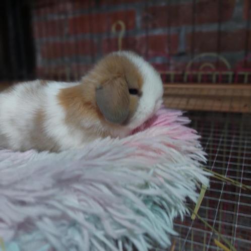 Minilopjes, Dieren en Toebehoren, Konijnen, Klein, Mannelijk, 0 tot 2 jaar, Hangoor