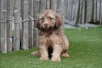 Mini Labradoodle pups (multigen), Dieren en Toebehoren, Honden | Retrievers, Spaniëls en Waterhonden, België, Overige rassen, CDV (hondenziekte)
