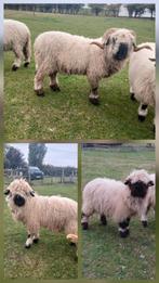 3 walliser schwarznase, Dieren en Toebehoren, Schapen, Geiten en Varkens, Meerdere dieren, Schaap, 0 tot 2 jaar