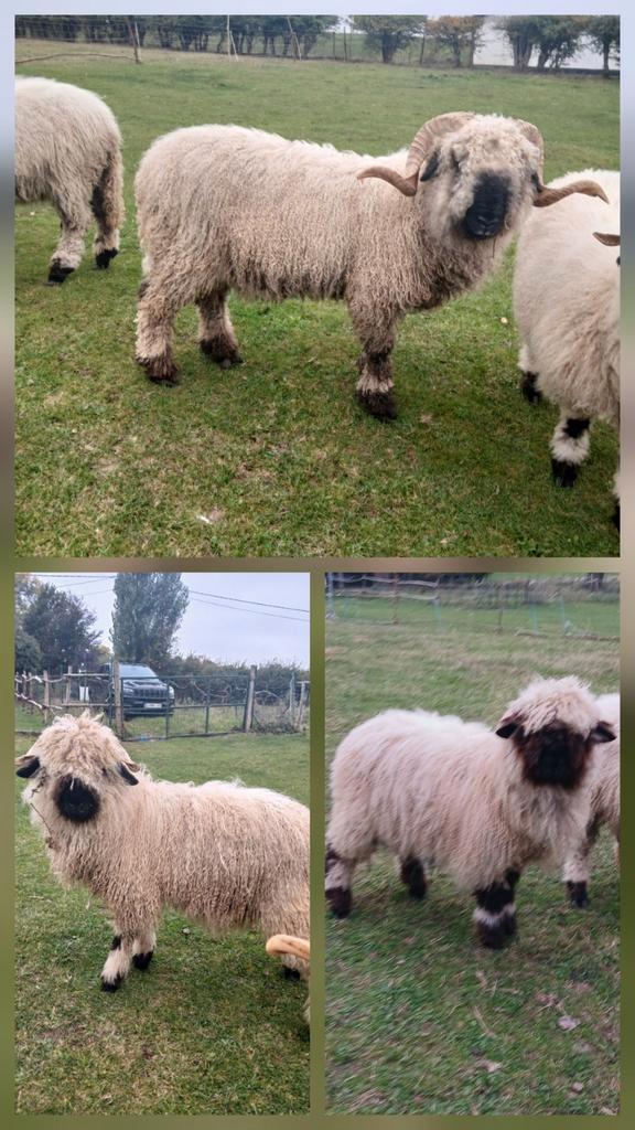 3 walliser schwarznase, Dieren en Toebehoren, Schapen, Geiten en Varkens, Schaap, Meerdere dieren, 0 tot 2 jaar