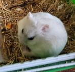 Russische hamster vrouw, Dieren en Toebehoren, Knaagdieren, Hamster