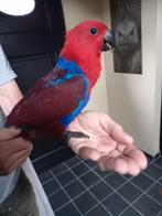 Edelpapegaai, Dieren en Toebehoren, Vogels | Parkieten en Papegaaien