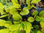 Veldzuring - Rumex, Vaste plant, Ophalen, Groenteplanten