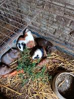Cavia zeugjes, Cavia, Juni, Vrouwelijk, Tam