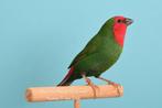 Gezocht Roodkoppapegaaiamadine, Animaux & Accessoires, Oiseaux | Oiseaux Autre, Oiseau tropical, Bagué, Plusieurs animaux