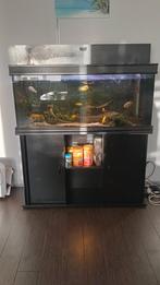 Aquarium met vissen, Dieren en Toebehoren, Ophalen