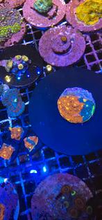 Stekken uit eigen zeeaquarium, Ophalen of Verzenden, Nieuw, Overige typen