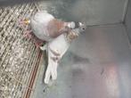 Meerdere koppels postduiven met eigendomsbewijs, Dieren en Toebehoren, Vogels | Duiven, Meerdere dieren, Postduif