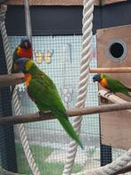 Lori van de blauwe bergen bewezen kweekkoppel, Dieren en Toebehoren, Geringd