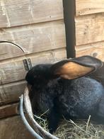 Duitse reus, Dieren en Toebehoren, Mannelijk, Groot, 0 tot 2 jaar