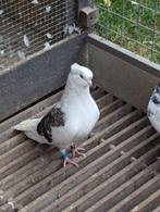 Pigeons iraniens, Animaux & Accessoires, Oiseaux | Pigeons