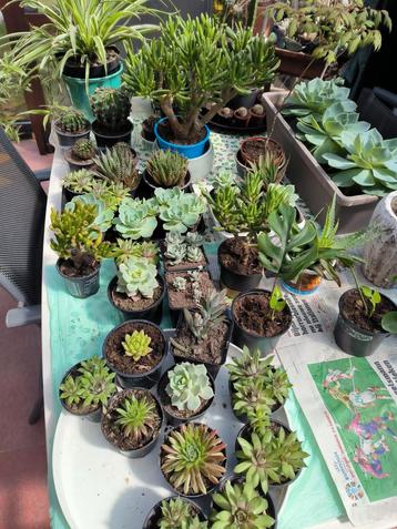 Verschillende kamerplanten, vetplanten, cactussen beschikbaar voor biedingen
